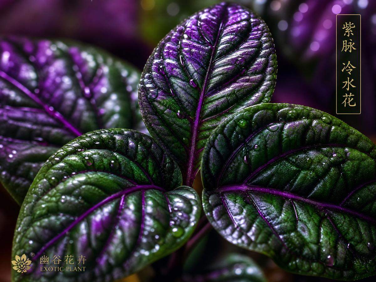 猎奇猎奇植物社区：稀有多肉植物视频测评，50种珍稀品种视频展示